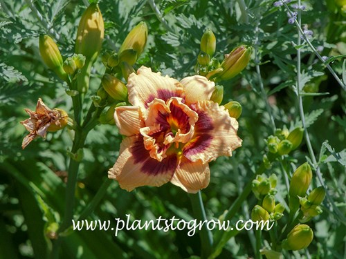 Daylily Roswitha (Hemerocallis)
14 inch scape
peach with purple eyezone, green throat 
midseason
diploid
dormant
Trimmer, 1992